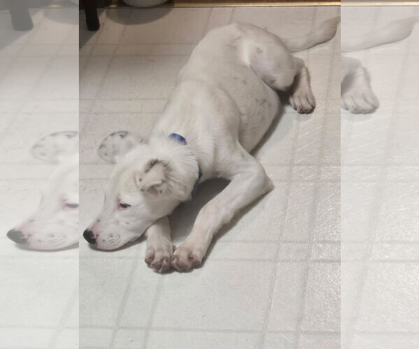 Medium Photo #4 Dalmatian-Unknown Mix Puppy For Sale in Virginia Beach, VA, USA