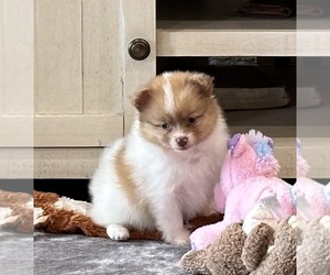 Pomeranian Puppy for sale in STRINGER, MS, USA