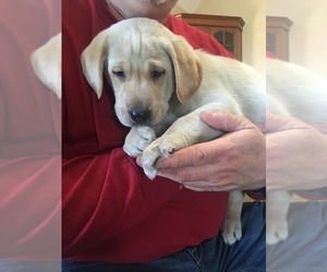 Labrador Retriever Puppy for sale in KINGS MOUNTAIN, NC, USA