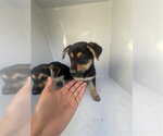 A663911 - Male German Shorthaired Pointer Dog for Adoption - Small photo