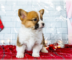 Small Photo #45 Cardigan Welsh Corgi Puppy For Sale in WAKARUSA, IN, USA