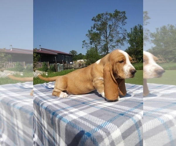 Medium Photo #25 Basset Hound Puppy For Sale in PETERSBURG, IN, USA