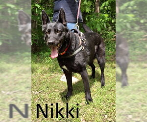 German Shepherd Dog-Unknown Mix Dogs for adoption in Mountain View, AR, USA