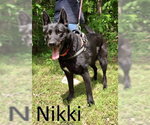 Small German Shepherd Dog Mix