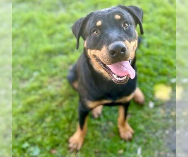 Medium Photo #2 Rottweiler-Unknown Mix Puppy For Sale in Riverside, CA, USA