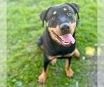 Small #1 Rottweiler Mix