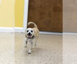 Small #1 Chihuahua