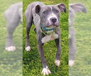 Mutt Dogs for adoption in Akron, OH, USA