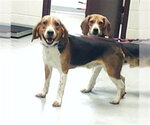 Small Beagle