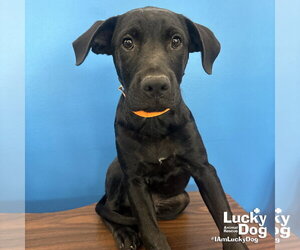 Labrador Retriever-Unknown Mix Dogs for adoption in Washington, DC, USA