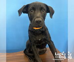 Small Labrador Retriever Mix