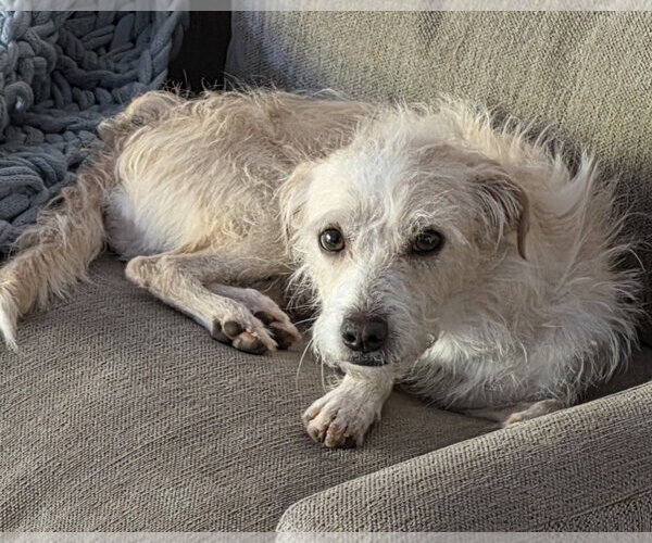 Medium Photo #16 Mutt Puppy For Sale in Corona, CA, USA