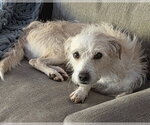 Small #15 Mutt
