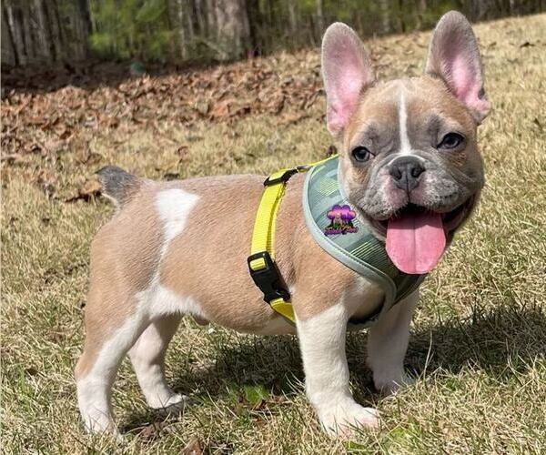Medium Photo #1 French Bulldog Puppy For Sale in POWDER SPRINGS, GA, USA