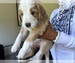 Small Photo #18 F2 Aussiedoodle-Irish Doodle Mix Puppy For Sale in SACRAMENTO, CA, USA
