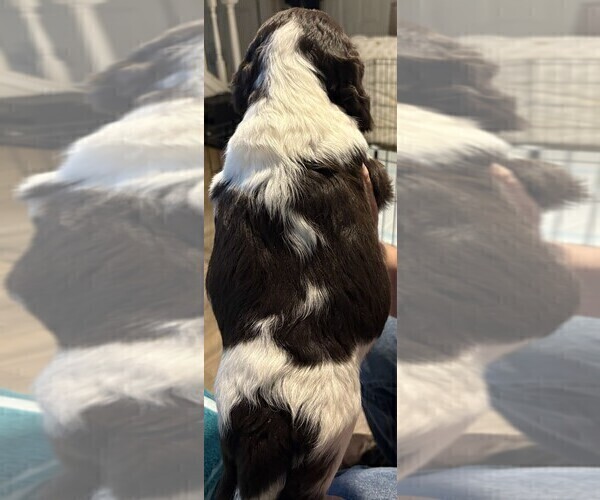 Medium Photo #2 English Springer Spaniel Puppy For Sale in TUALATIN, OR, USA