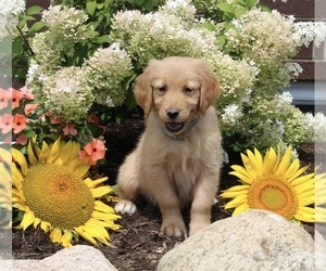 Golden Retriever Puppy for sale in APPLE CREEK, OH, USA