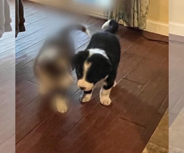 Medium Photo #3 Border Collie Puppy For Sale in RANCHO CUCAMONGA, CA, USA