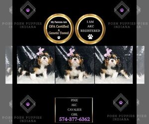 Cavalier King Charles Spaniel Puppy for sale in WARSAW, IN, USA