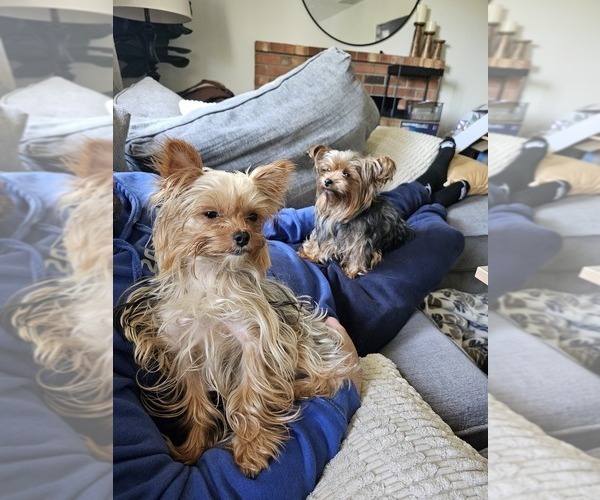 Medium Photo #1 Yorkshire Terrier Puppy For Sale in SALEM, OR, USA
