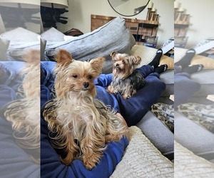 Father of the Yorkshire Terrier puppies born on 05/08/2025