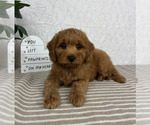 Small #3 Cavapoo