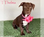 Small #3 American Pit Bull Terrier-Chocolate Labrador retriever Mix