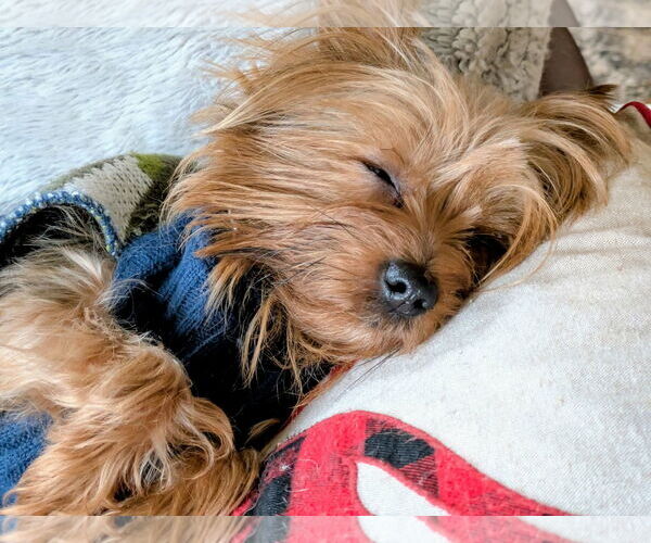 Medium Photo #3 Mutt Puppy For Sale in Plainfield, IL, USA