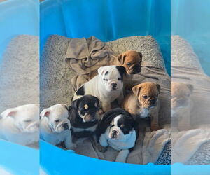 English Bulldog Puppy for sale in ROCKFORD, MI, USA