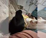 Small #2 Labrador Retriever