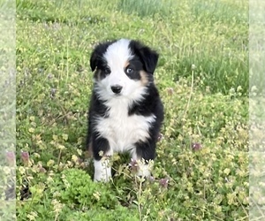 Australian Shepherd Puppy for sale in EXETER, MO, USA