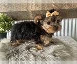 Small #6 Yorkshire Terrier