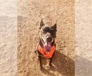 Mutt Dogs for adoption in Fort Collins, CO, USA