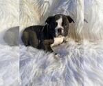 Small Photo #1 Olde English Bulldogge Puppy For Sale in INDIANAPOLIS, IN, USA