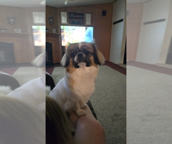 Medium Photo #1 Pekingese Puppy For Sale in RICHLANDS, NC, USA