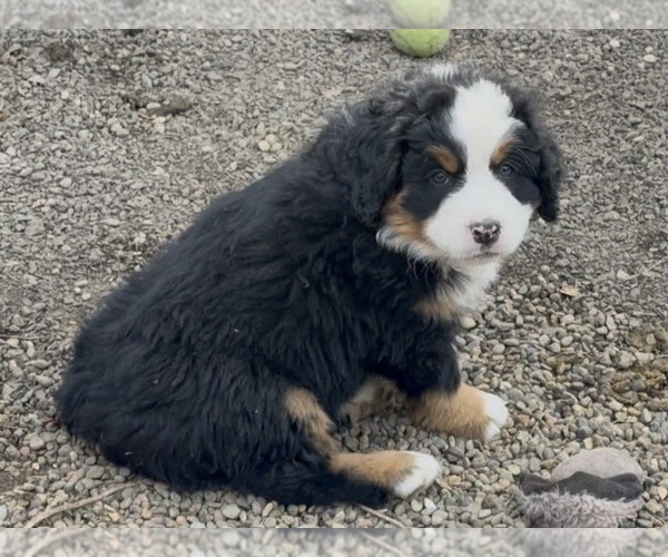 Medium Photo #1 Bernese Mountain Dog Puppy For Sale in DRAIN, OR, USA