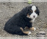 Small Bernese Mountain Dog