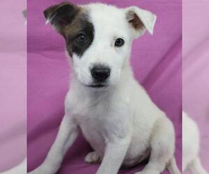 German Shepherd Dog-Unknown Mix Dogs for adoption in Thief River Falls, MN, USA