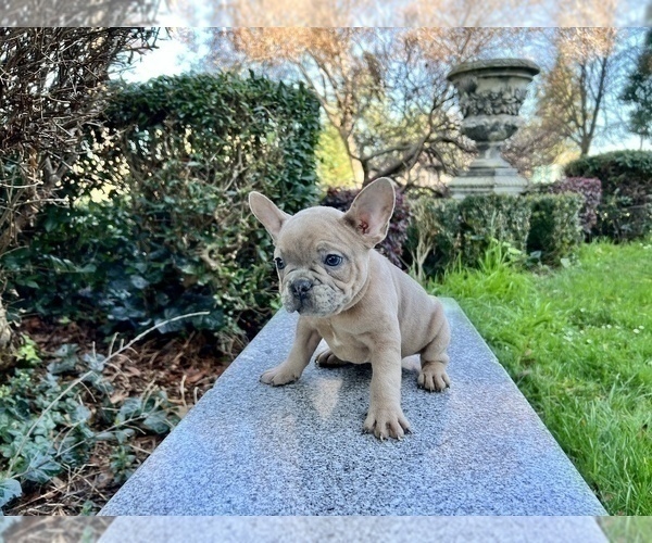 Medium Photo #139 French Bulldog Puppy For Sale in HAYWARD, CA, USA