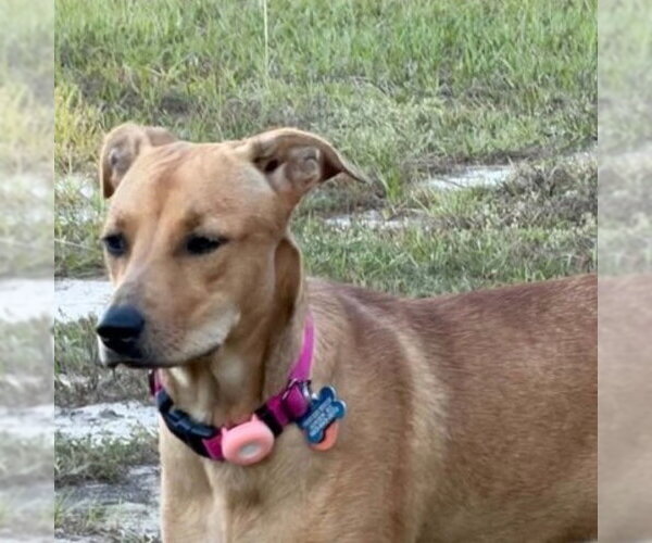 Medium Photo #4 Labrador Retriever-Retriever  Mix Puppy For Sale in Canton, CT, USA