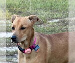 Small Photo #4 Labrador Retriever-Retriever  Mix Puppy For Sale in Canton, CT, USA