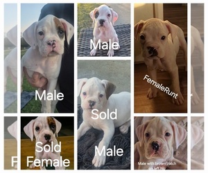 Boxer Puppy for sale in SAPULPA, OK, USA