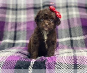 Cavalier King Charles Spaniel-Cavapoo Mix Puppy for sale in LAKELAND, FL, USA