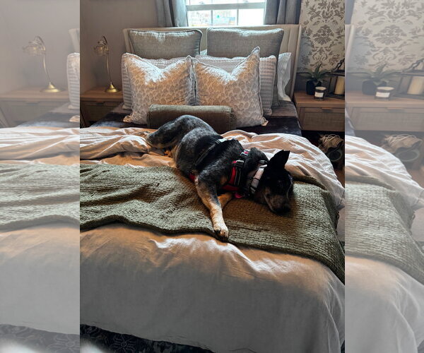 Medium Photo #3 Mutt Puppy For Sale in Garden City, NY, USA