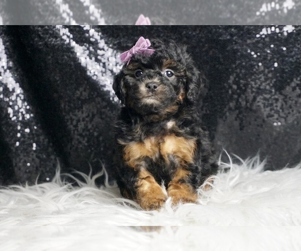 Medium Photo #33 Poodle (Miniature) Puppy For Sale in WARSAW, IN, USA
