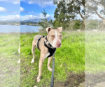 Small Photo #2 American Staffordshire Terrier Puppy For Sale in Berkeley, CA, USA