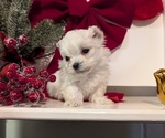 Small #7 Maltese