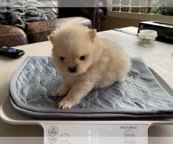 Medium Photo #3 Pomeranian Puppy For Sale in SHAWANO, WI, USA