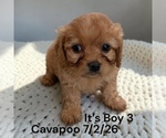 Small #4 Cavapoo (Miniature)