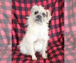 Small Photo #3 Pugairn Puppy For Sale in Albuquerque, NM, USA